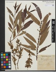 Foto von Salix triandra L. x Salix viminalis L.